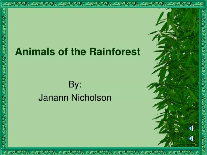 animals of the rainforest