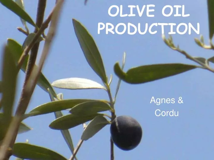 olive oil production