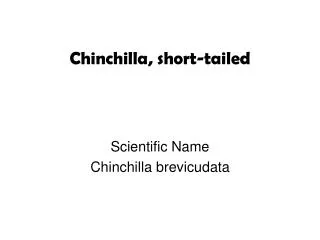 Chinchilla, short-tailed