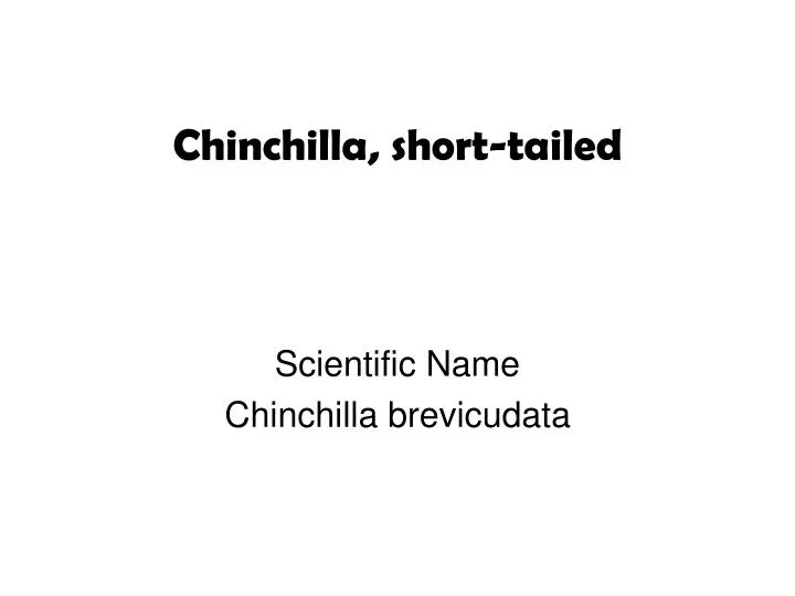 chinchilla short tailed