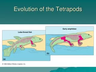 Evolution of the Tetrapods