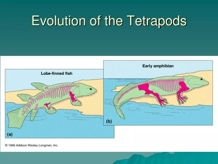 evolution of the tetrapods