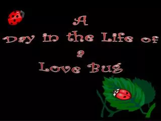 A Day in the Life of a Love Bug