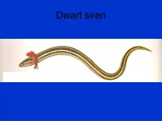 Dwarf siren
