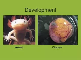 Development