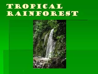 tropical rainforest