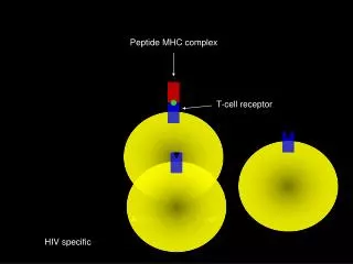 Antigen specific T-cell