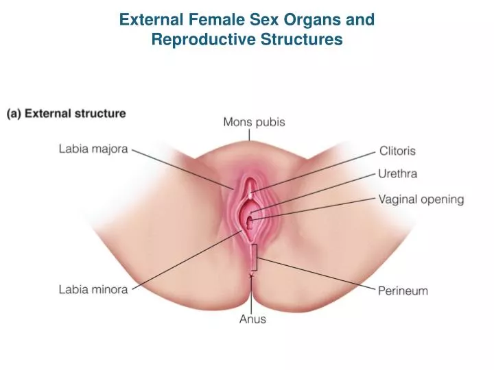 External Genitalia  Female reproductive organs 