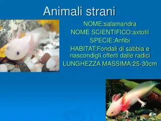 animali strani