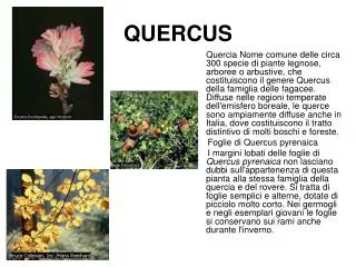 quercus