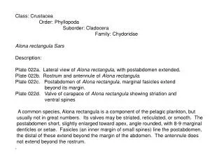 Class: Crustacea Order: Phyllopoda