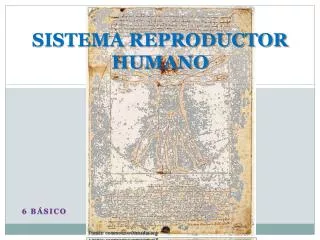 sistema reproductor humano