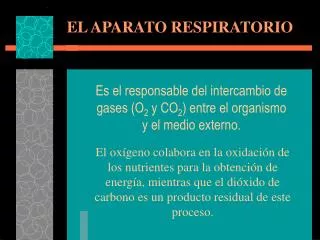 el aparato respiratorio