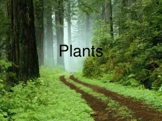 Plants