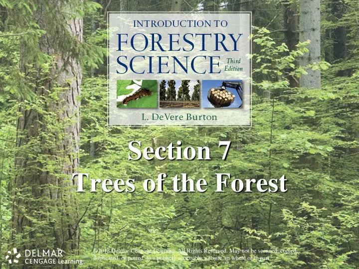 section 7 trees of the forest