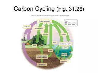 Carbon Cycling (Fig. 31.26)