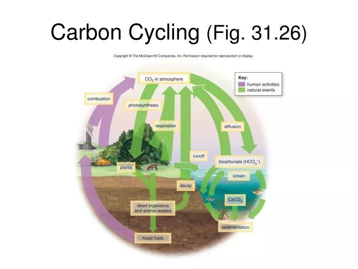 carbon cycling fig 31 26