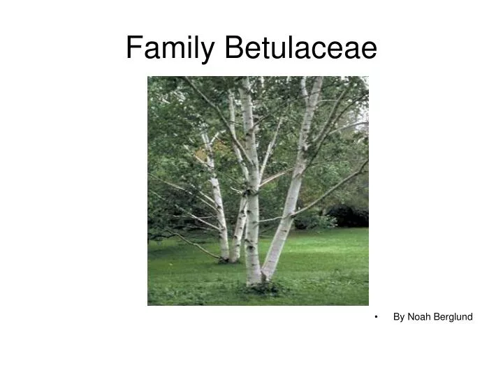 family betulaceae