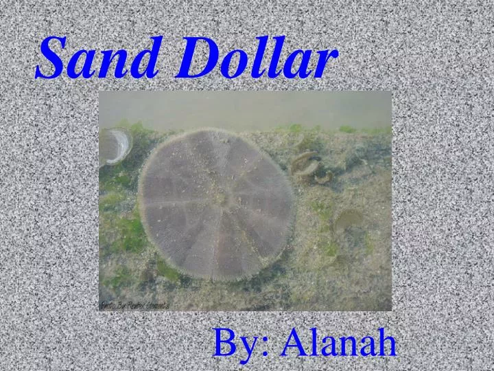 sand dollar