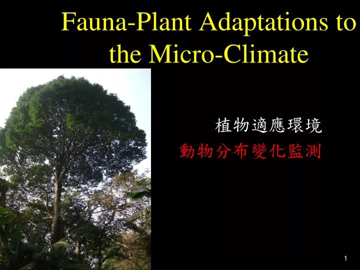 fauna plant adaptations to the micro climate