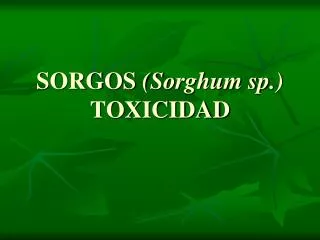 sorgos sorghum sp toxicidad