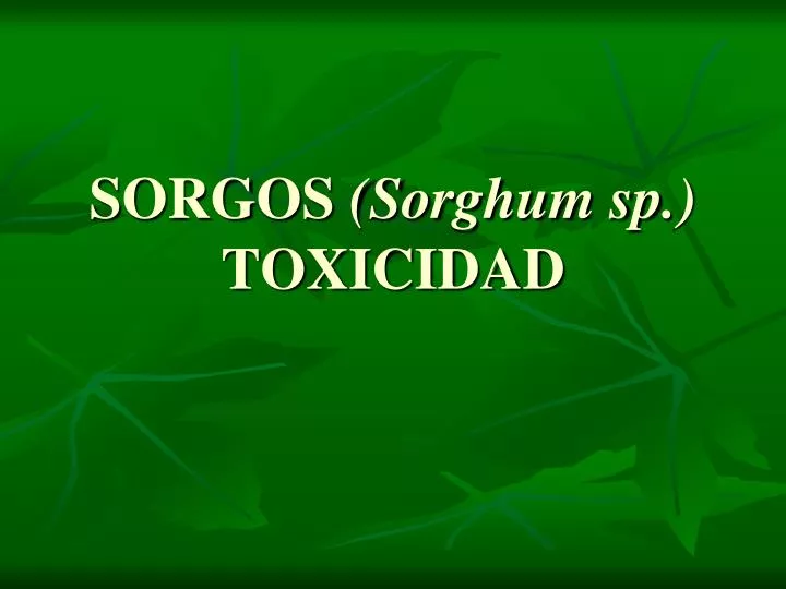 sorgos sorghum sp toxicidad