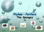 Phylum – Porifera The Sponges - slide 1