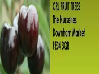 Fruit Tree Nursery