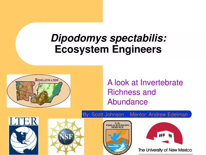 dipodomys spectabilis ecosystem engineers