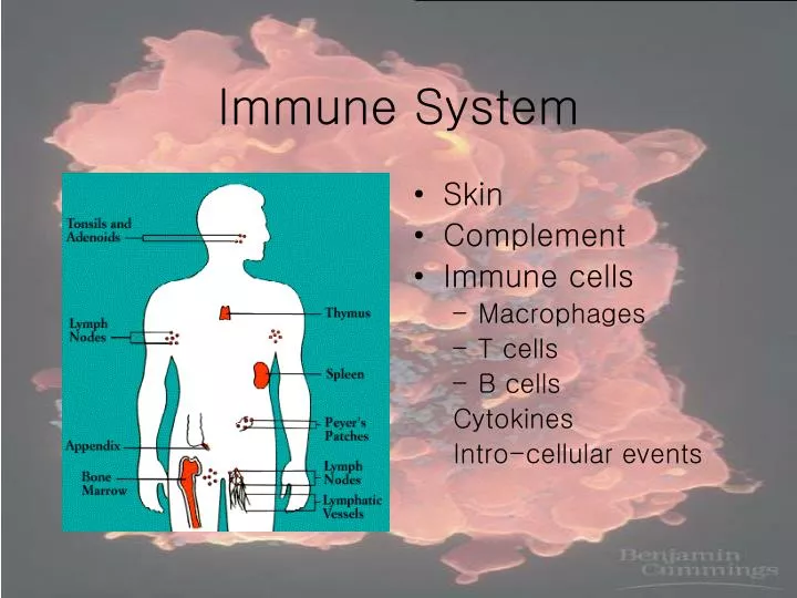 immune system