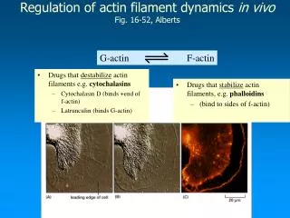 Regulation of actin filament dynamics in vivo Fig. 16-52, Alberts