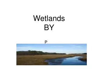 Wetlands BY