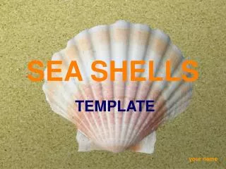sea shells