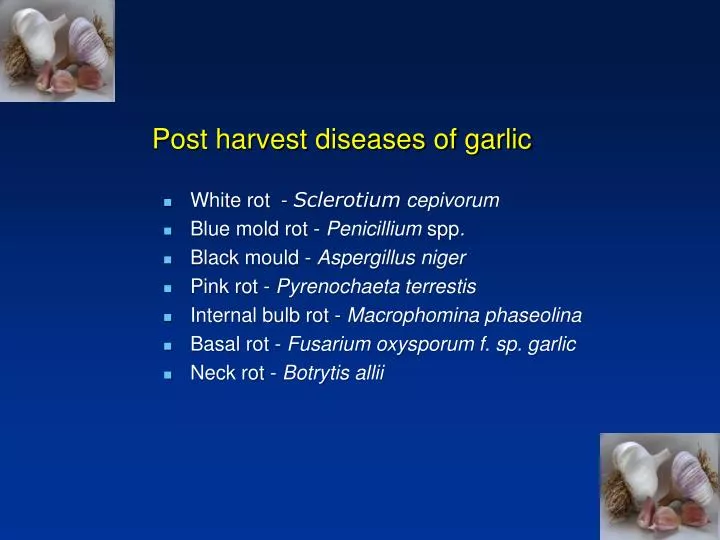 post harvest diseases of garlic