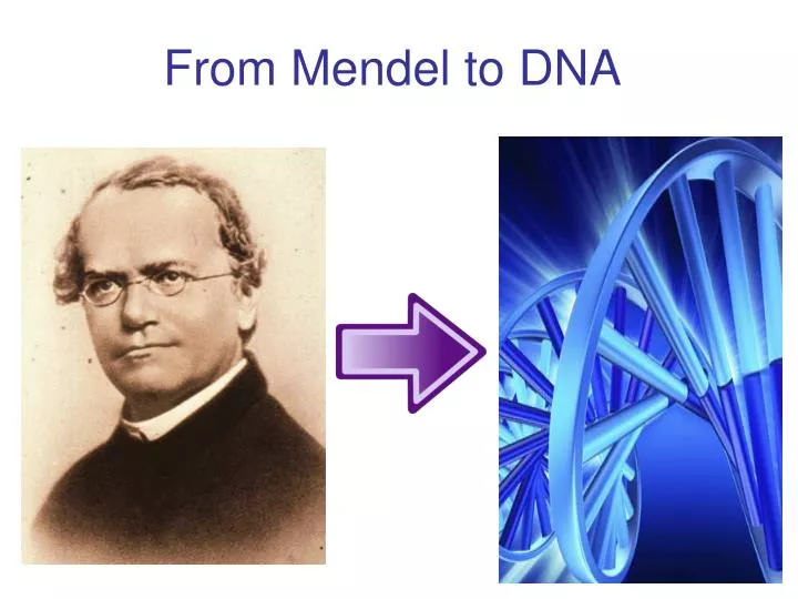 from mendel to dna