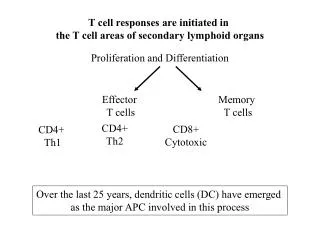 T cell responses are initiated in the T cell areas of secondary lymphoid organs