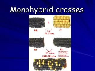 Monohybrid crosses