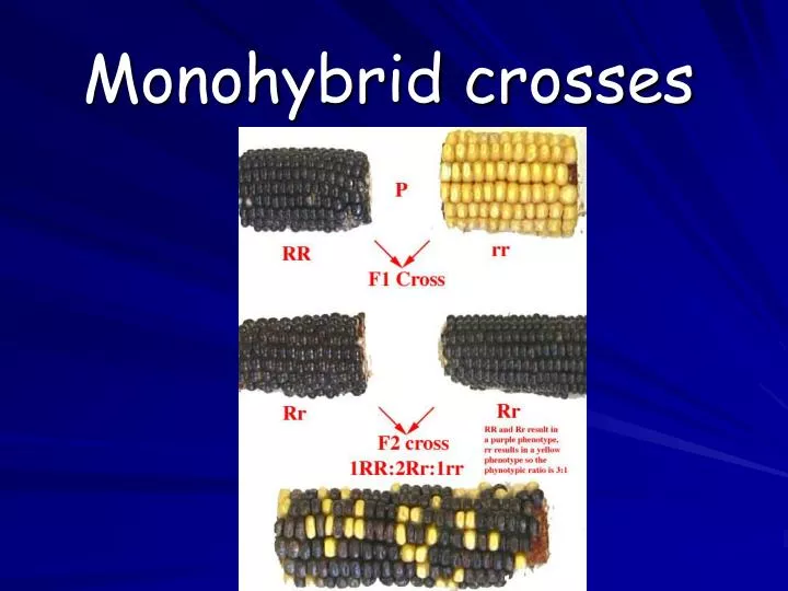 monohybrid crosses