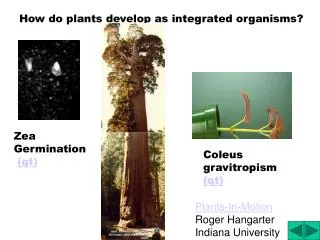 How do plants develop as integrated organisms?