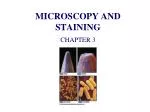 MICROSCOPY AND STAINING - slide 1