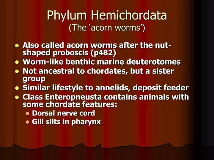 phylum hemichordata the acorn worms