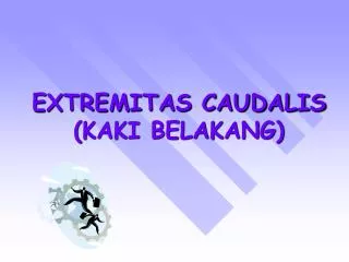 extremitas caudalis kaki belakang