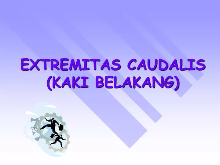 extremitas caudalis kaki belakang