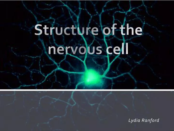 structure of the nervous cell