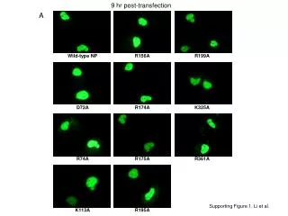 Supporting Figure 1. Li et al.