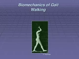 Biomechanics of Gait Walking
