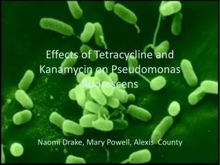 Effects of Tetracycline and Kanamycin on Pseudomonas fluorescens