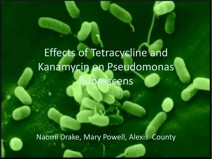 effects of tetracycline and kanamycin on pseudomonas fluorescens