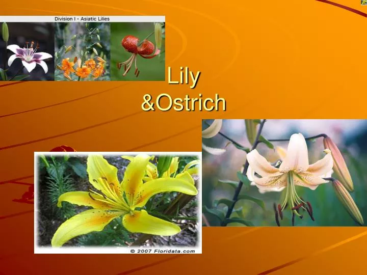 lily ostrich