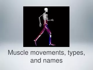 Muscle movements, types, and names
